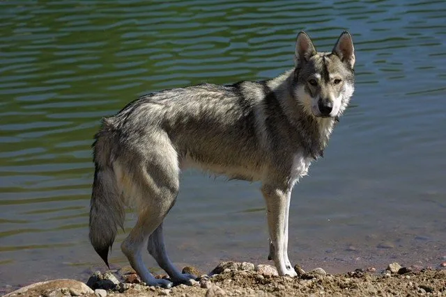Northern Inuit Dog