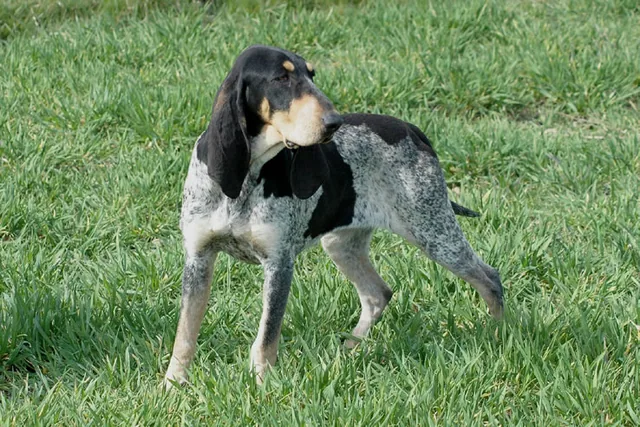 Petit Bleu de Gascogne