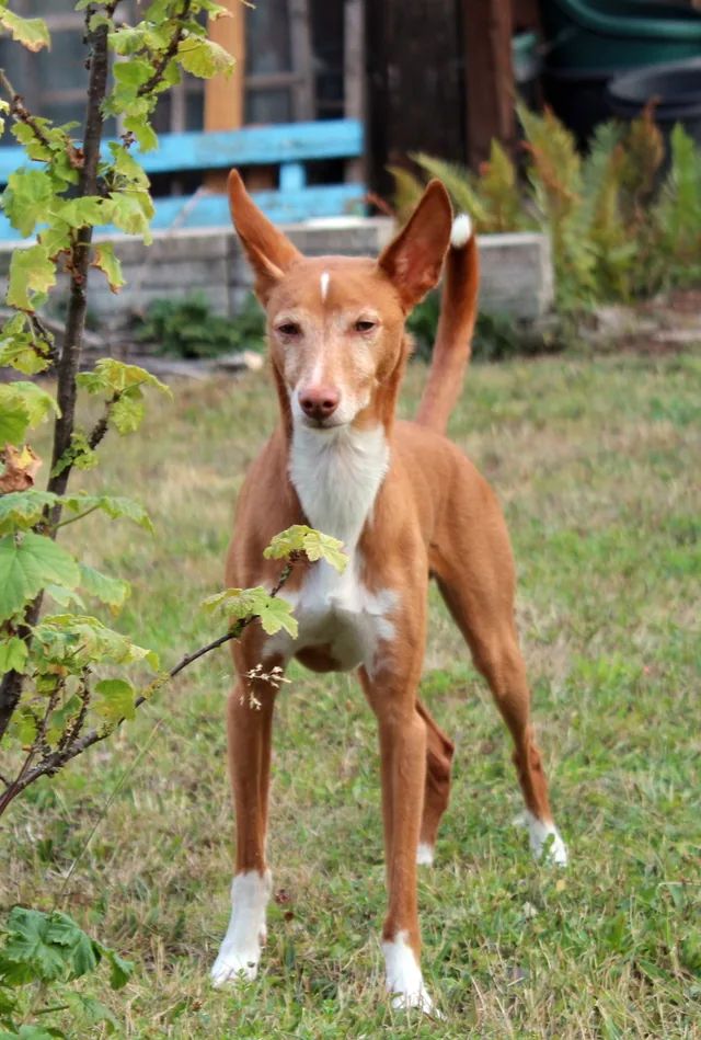 Podenco Andaluz