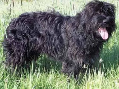Portuguese Sheepdog