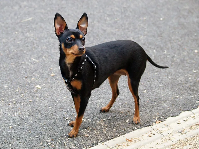 Prague Ratter
