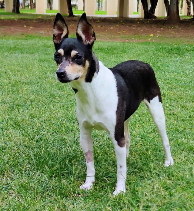 Ratonero Valenciano