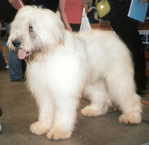 Romanian Mioritic Shepherd Dog