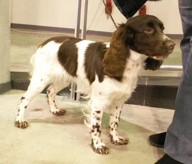 Russian Spaniel
