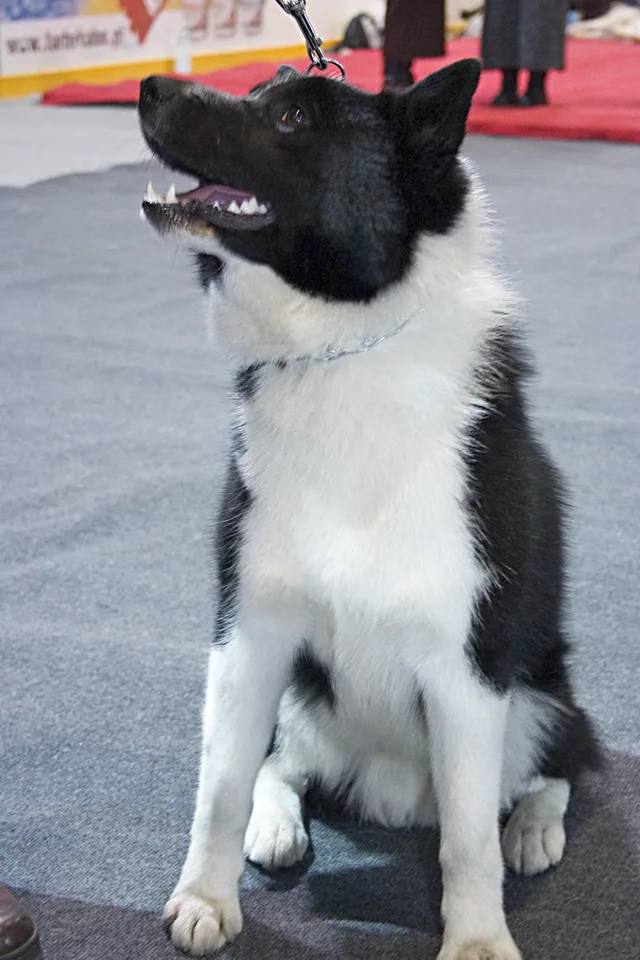 Russo-European Laika