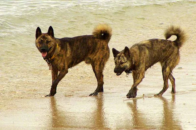 Ryukyu Dog