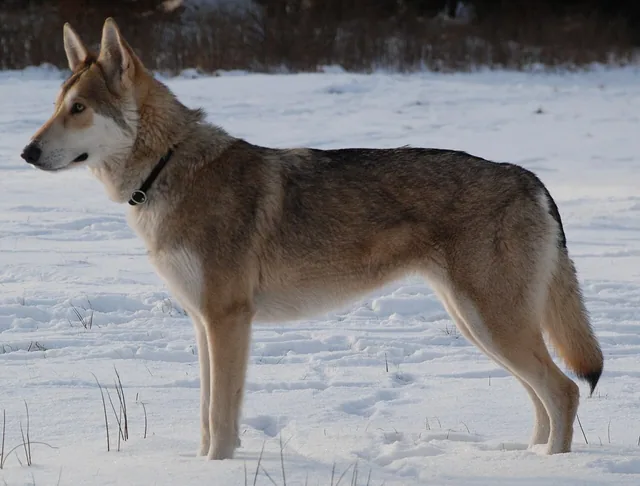 Saarloos Wolfdog