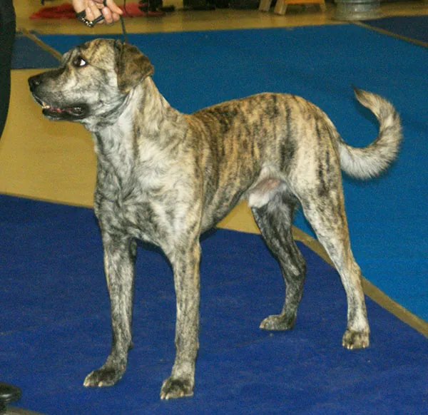 Saint Miguel Cattle Dog
