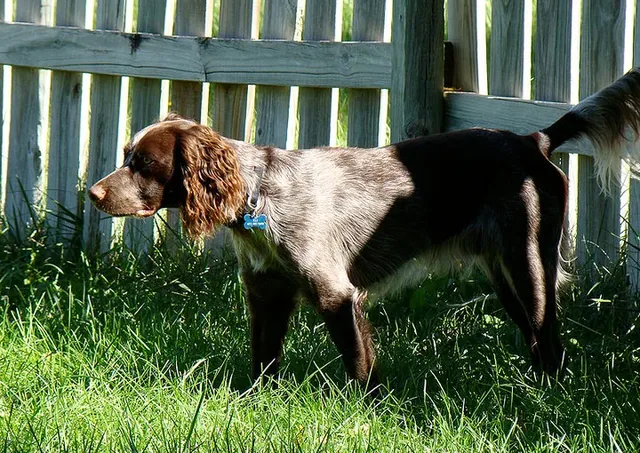 Saint-Usuge Spaniel