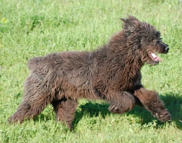 Sardinian Shepherd Dog