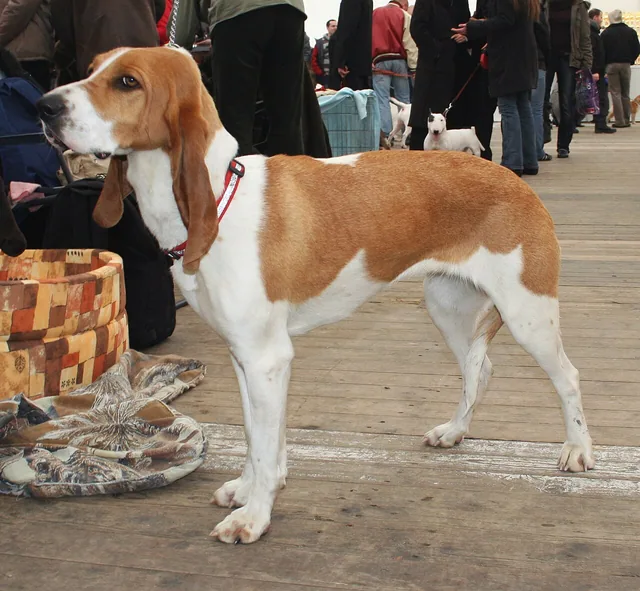 Schweizer Laufhund