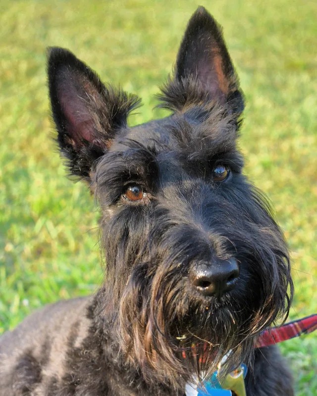Scottish Terrier