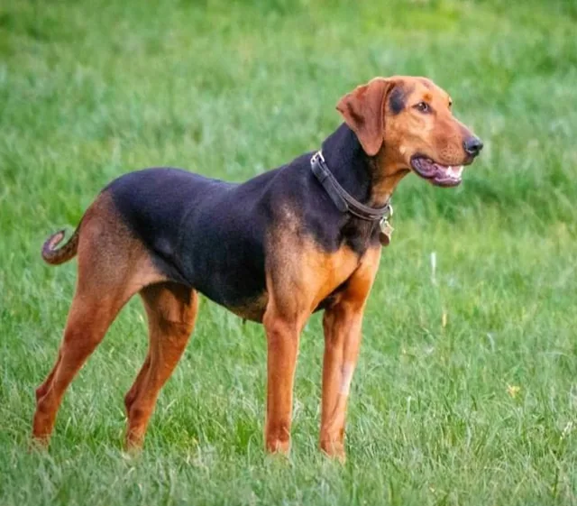 Serbian Hound