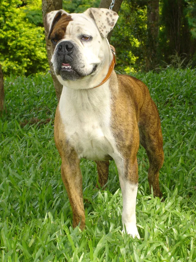 Serrano Bulldog