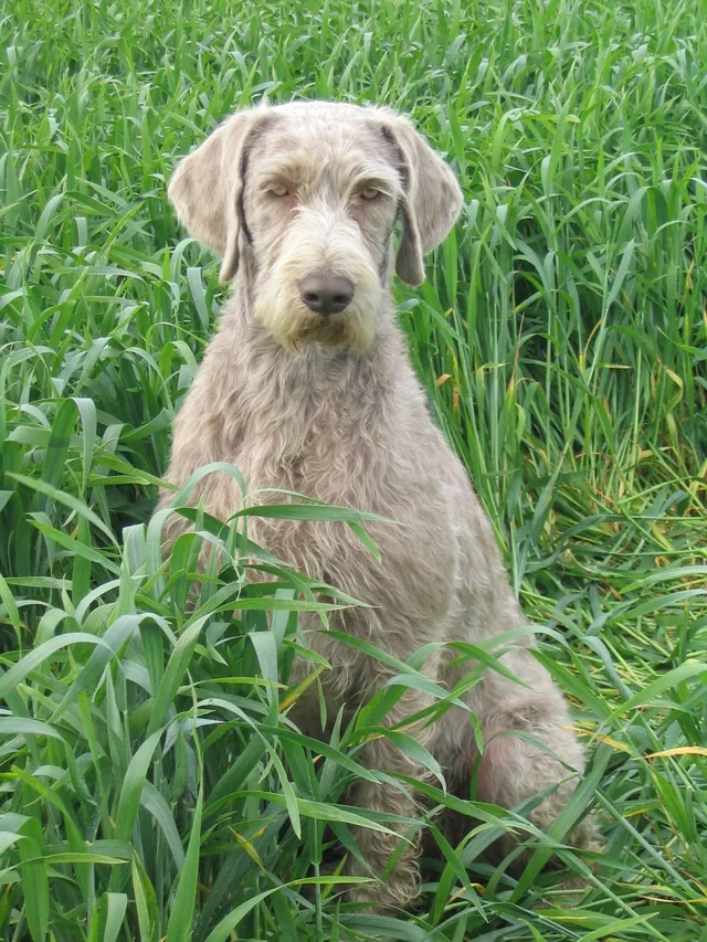 Slovak Rough-haired Pointer
