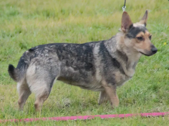 Small Međimurje Dog