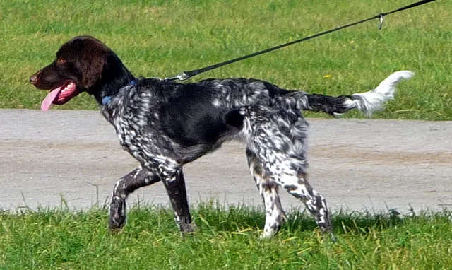 Small Münsterländer