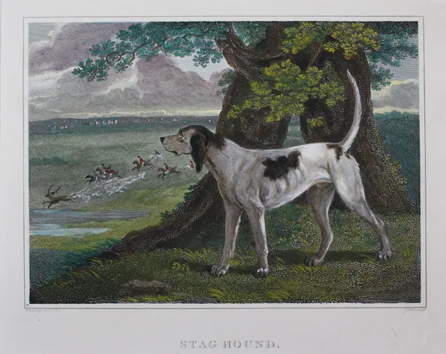 Staghound