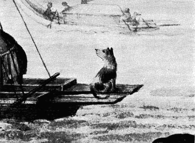 Tahitian Dog