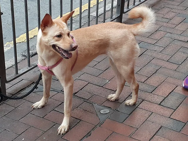 Tang Dog