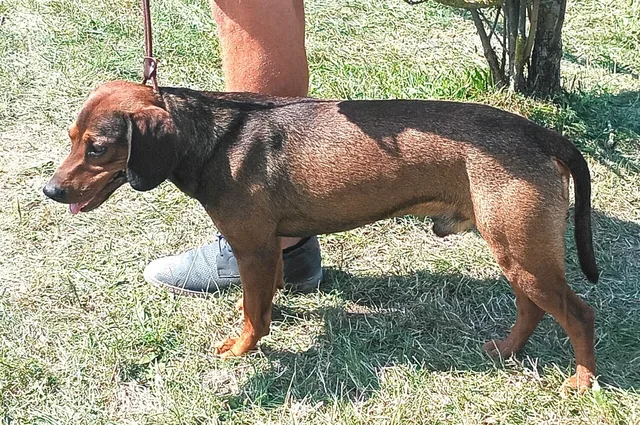 Tatra Hound