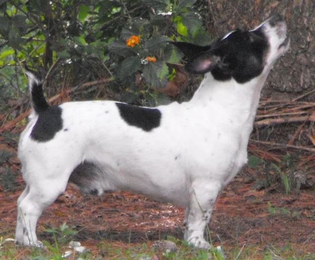 Teddy Roosevelt Terrier
