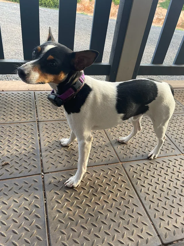 Tenterfield Terrier