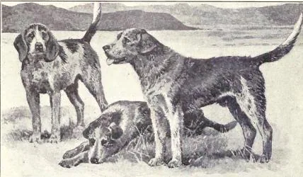 Welsh Hound