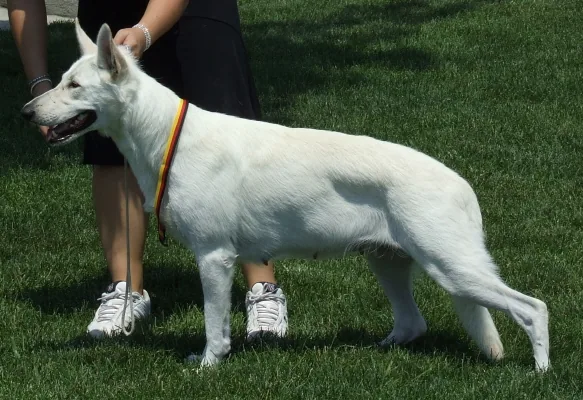 White Shepherd