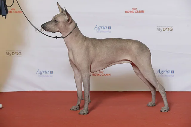 Xoloitzcuintle
